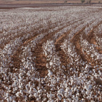 image of cotton fields of Memphis TX