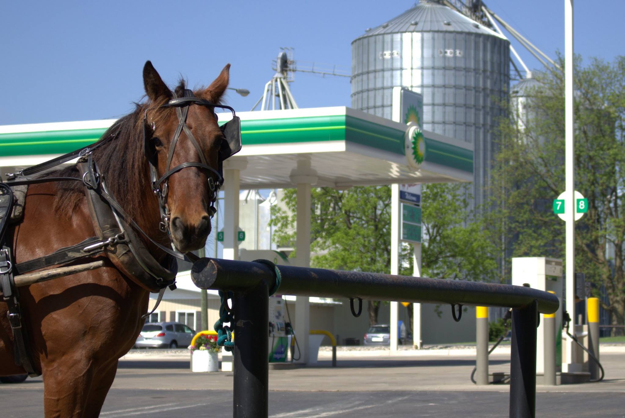 Image of horse at the hitching post at JJ3 in Berne, Indianna